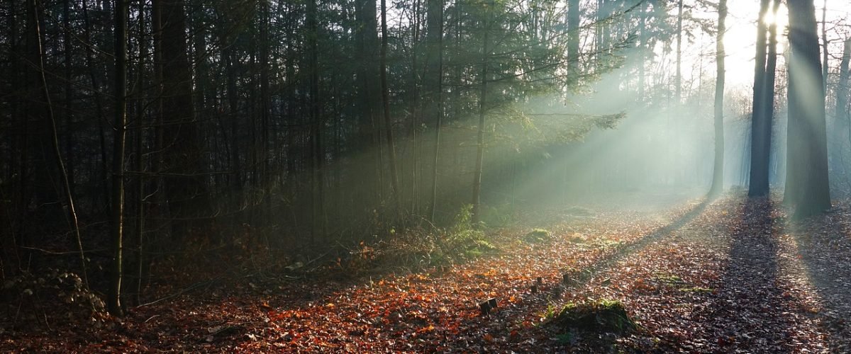 Een vakantie op de Veluwe
