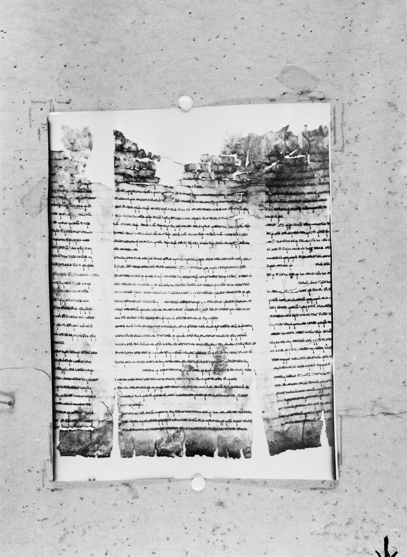 Alles over de Dode Zee-rollen