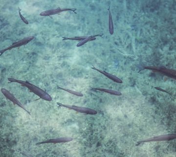 Geen gekriebel aan je tenen. Waarom er in de Dode Zee geen vissen zwemmen