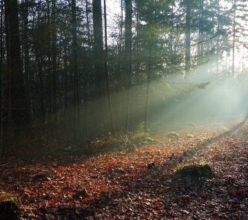 Een vakantie op de Veluwe
