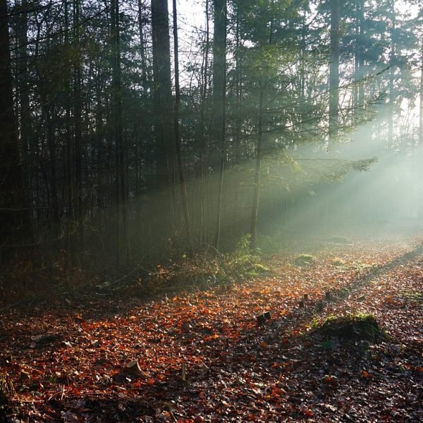 Een vakantie op de Veluwe Een vakantie op de Veluwe